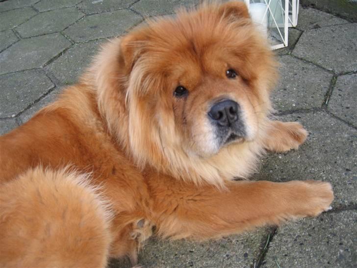 Chow chow Tessie billede 10