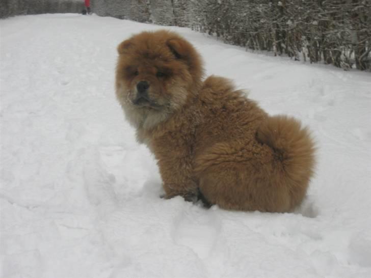 Chow chow Tessie billede 11