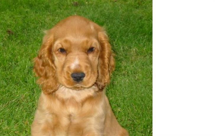 Cocker spaniel Buffy billede 4