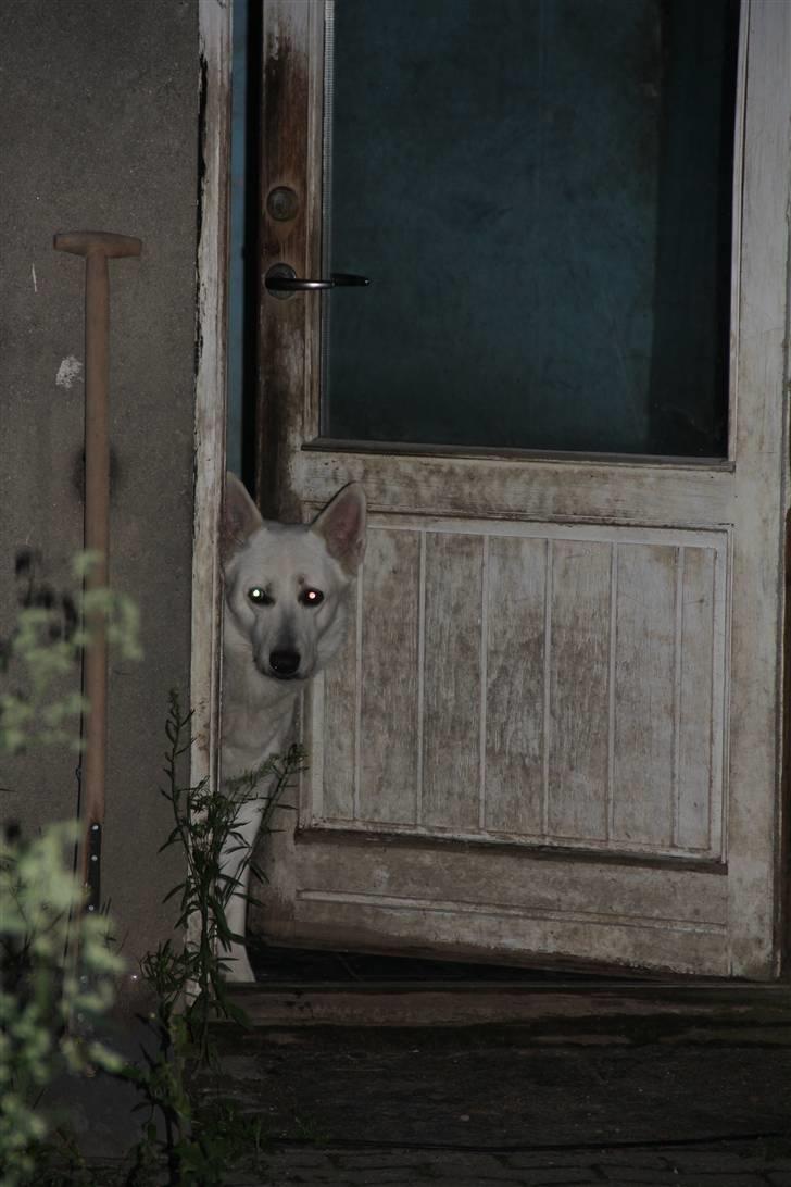 Hvid Schweizisk Hyrdehund Jessie White 06-07-2011 - Tittebøh billede 13
