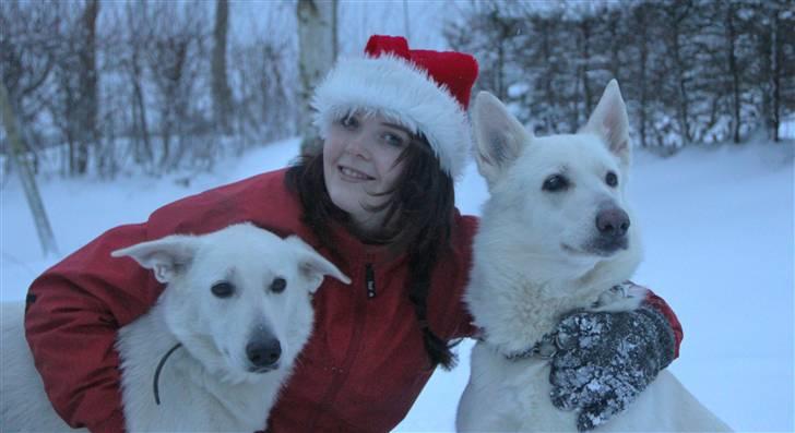 Hvid Schweizisk Hyrdehund Jessie White 06-07-2011 - Teamet!  billede 14