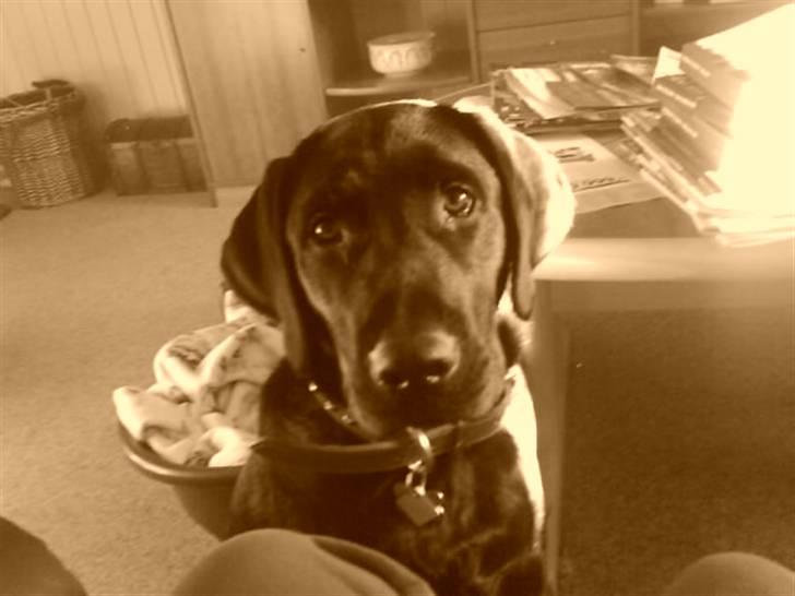Labrador retriever Benji - .: inde i stuen (:  billede 7