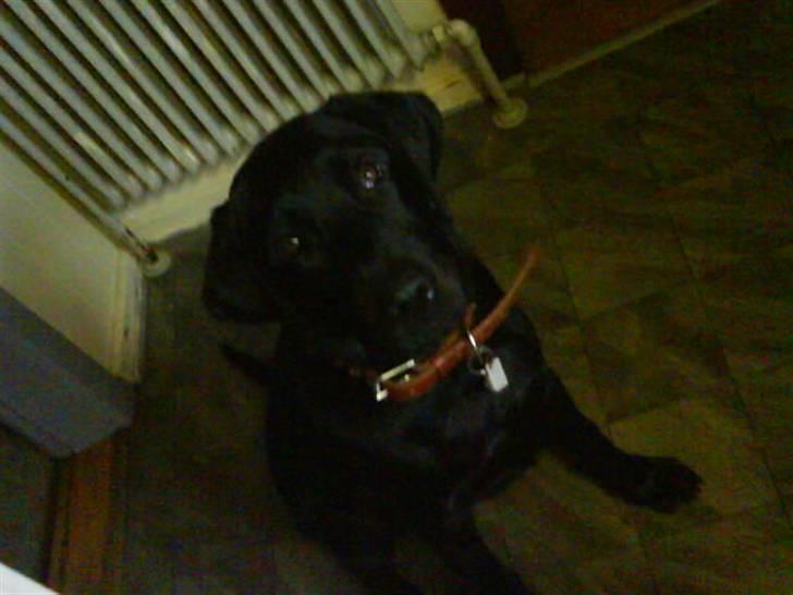 Labrador retriever Benji - .: ude i køkkenet <3 billede 8