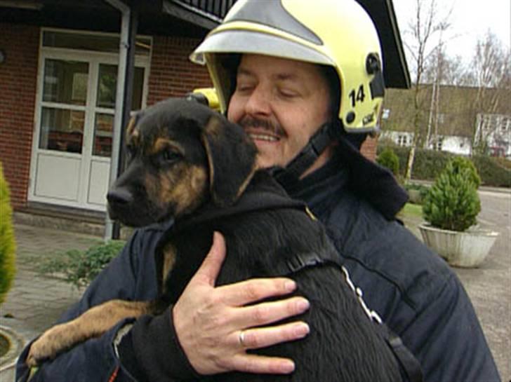 Blanding af racer Bosco - Jeg vil bæææææres.. billede 6