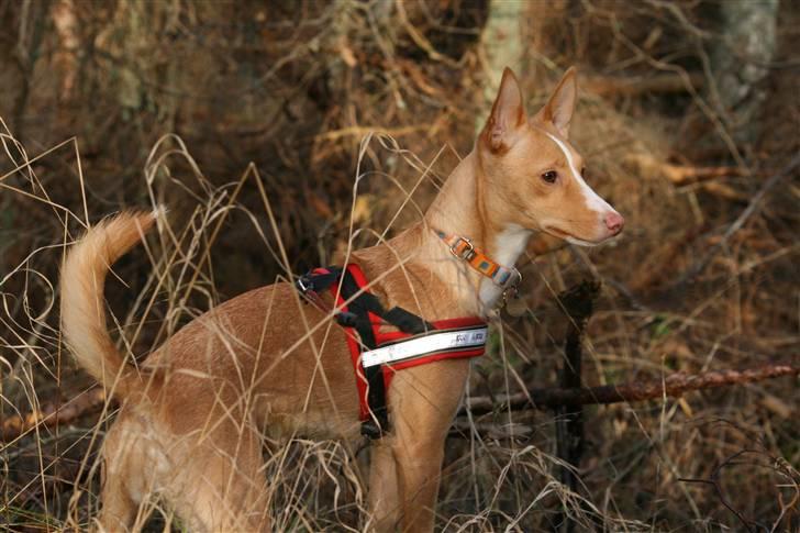 Podengo portugues medio Santa billede 2