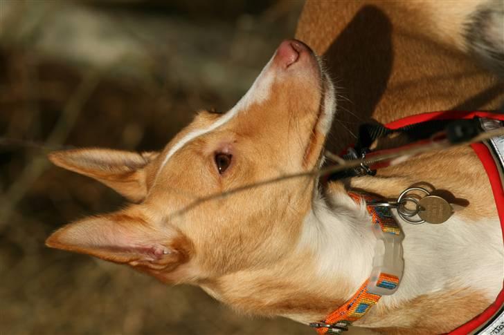 Podengo portugues medio Santa billede 3