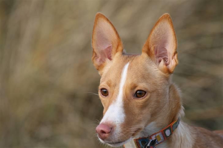 Podengo portugues medio Santa - Santa 2 år gammel billede 4