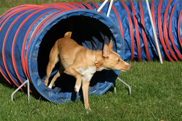 Podengo portugues medio Santa - Santa gennem tunnel billede 5