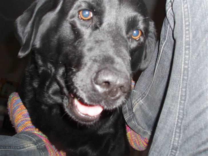 Labrador retriever sara - Jaah, vi leger lige lidt! :)<33 billede 16