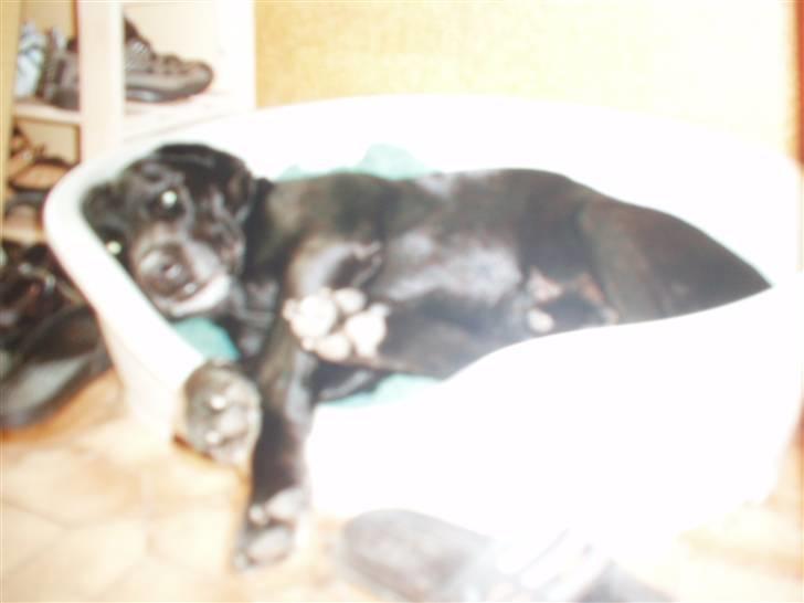 Labrador retriever Willi * aflivet :'( * billede 7