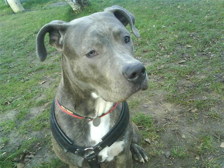 Amerikansk staffordshire terrier Cosmo billede 12