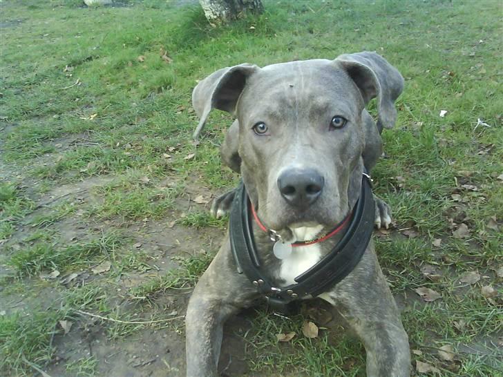 Amerikansk staffordshire terrier Cosmo billede 13