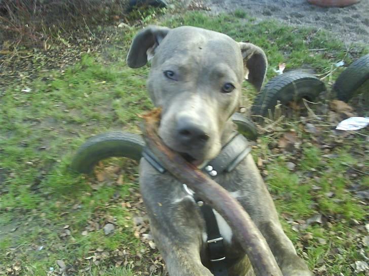 Amerikansk staffordshire terrier Cosmo billede 14