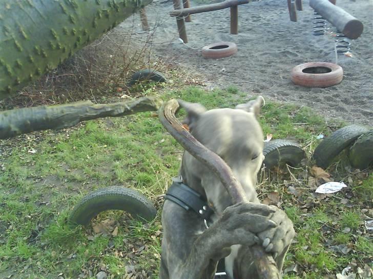 Amerikansk staffordshire terrier Cosmo billede 15