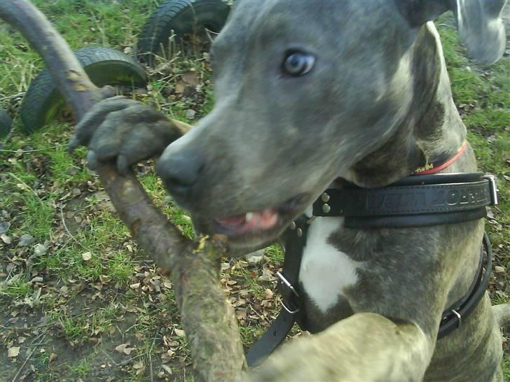 Amerikansk staffordshire terrier Cosmo billede 16