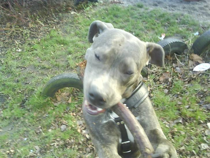 Amerikansk staffordshire terrier Cosmo billede 17