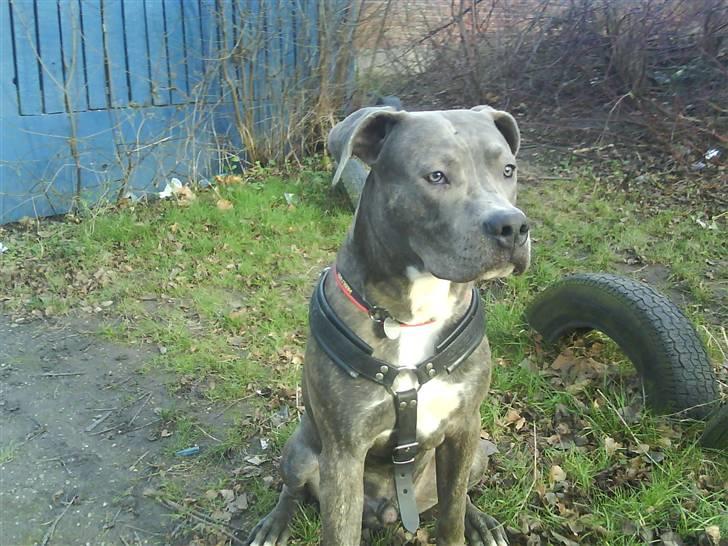 Amerikansk staffordshire terrier Cosmo billede 18