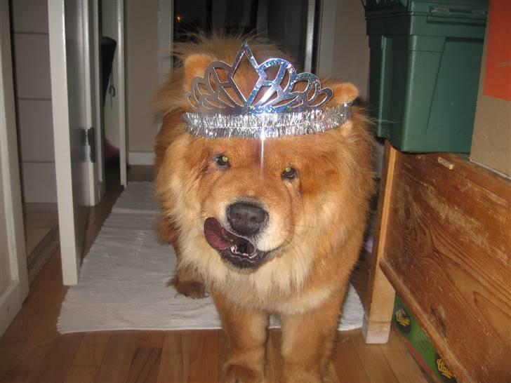 Chow chow Tessie billede 13