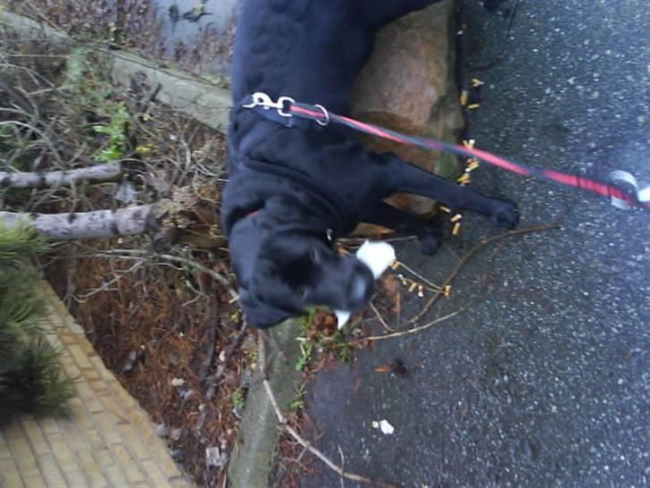 Labrador retriever Benji - .: taget den 12 januar i:  billede 9