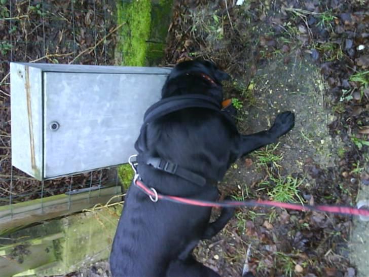 Labrador retriever Benji - .: snuser lige i:  billede 10