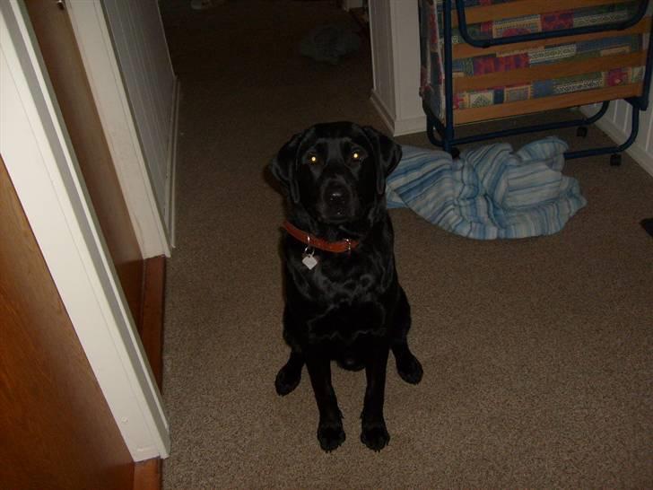 Labrador retriever Benji - .: benji i gangen i: billede 11