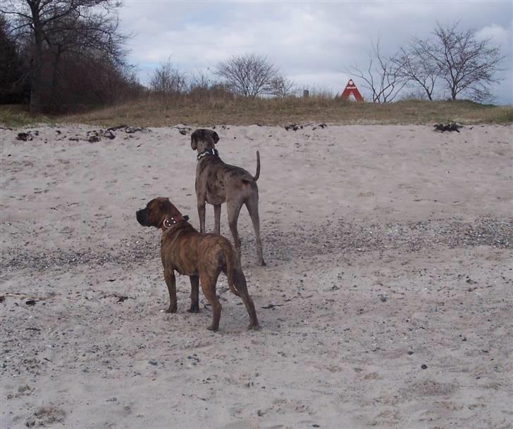 Grand danois Ozzy R.I.P 14.09.2009 - April 07  Ozzy og Kanye billede 13