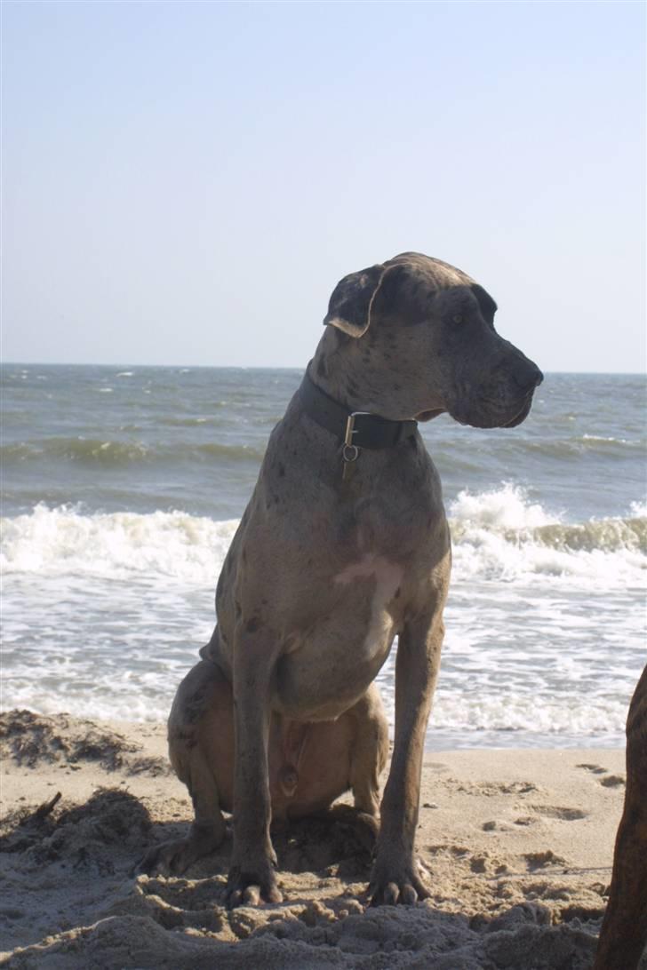 Grand danois Ozzy R.I.P 14.09.2009 - April 07 billede 14