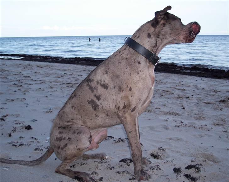 Grand danois Ozzy R.I.P 14.09.2009 - April 07  Haps, greb den... billede 15