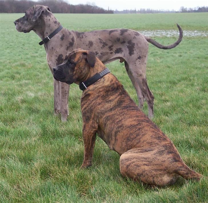 Grand danois Ozzy R.I.P 14.09.2009 - Marts 07  Ozzy og Kanye billede 16