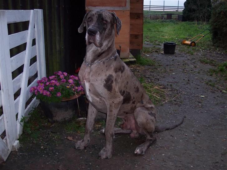 Grand danois Ozzy R.I.P 14.09.2009 - December 06 billede 17
