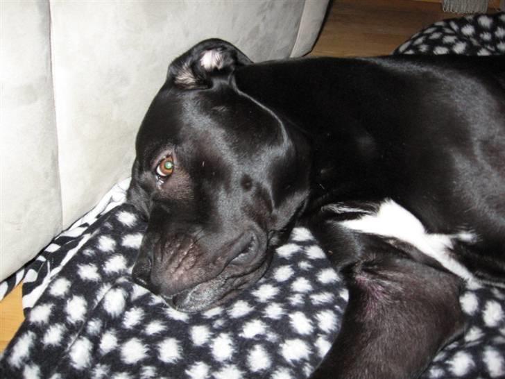 Blanding af racer Koda billede 14