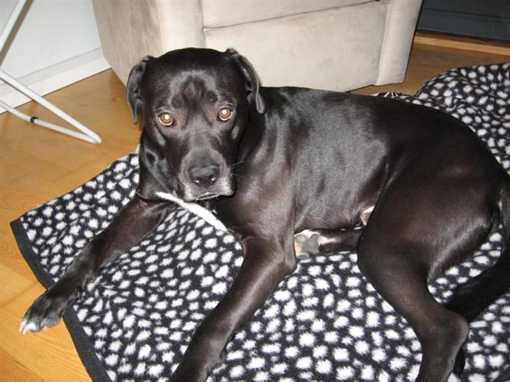 Blanding af racer Koda billede 15