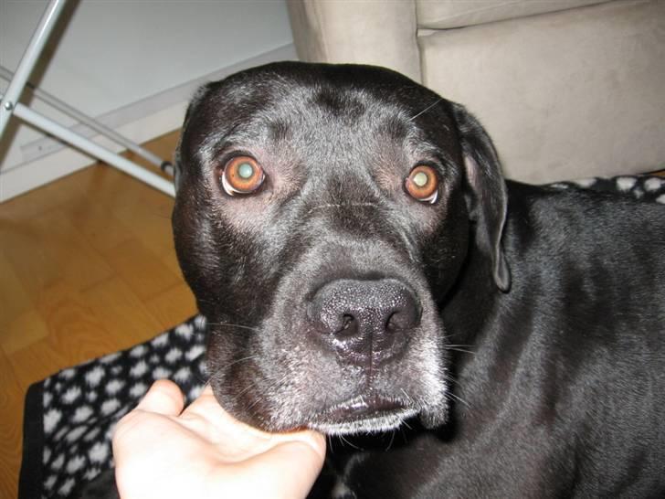 Blanding af racer Koda billede 16