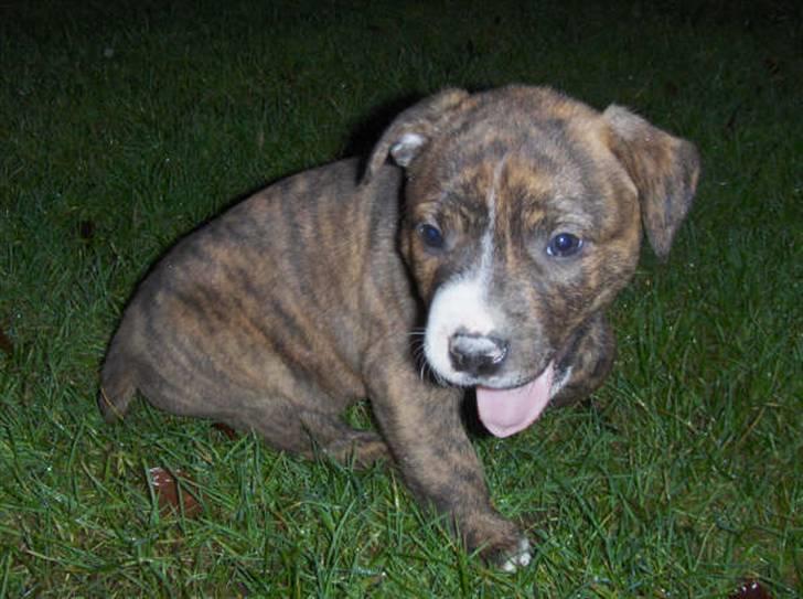 Amerikansk staffordshire terrier Hektor billede 2