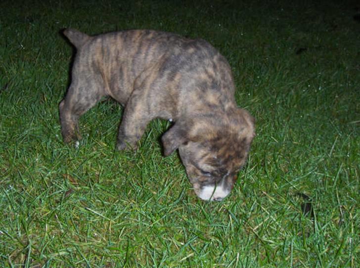 Amerikansk staffordshire terrier Hektor billede 3