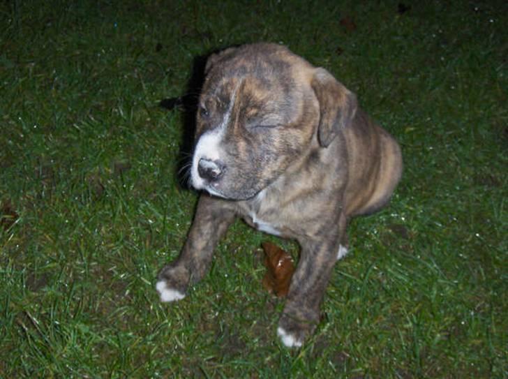 Amerikansk staffordshire terrier Hektor billede 4