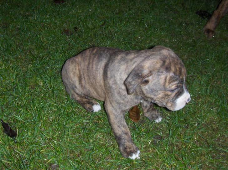 Amerikansk staffordshire terrier Hektor billede 5