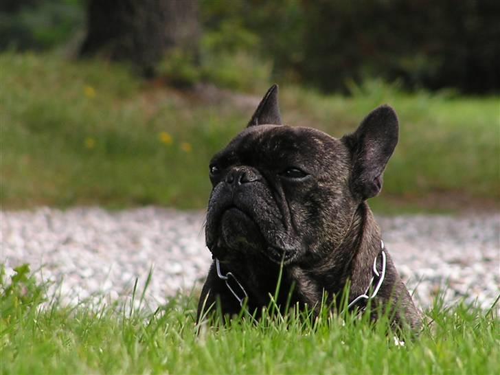 Fransk bulldog Rane Viking R.I.P. <3 billede 7