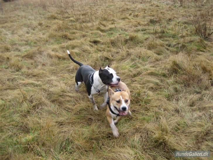 Amerikansk staffordshire terrier freya - freja og cæsar giver den gas billede 14
