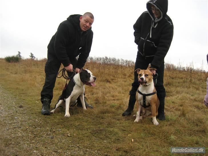 Amerikansk staffordshire terrier freya - cæsar har fået øje på kæresten freja billede 15