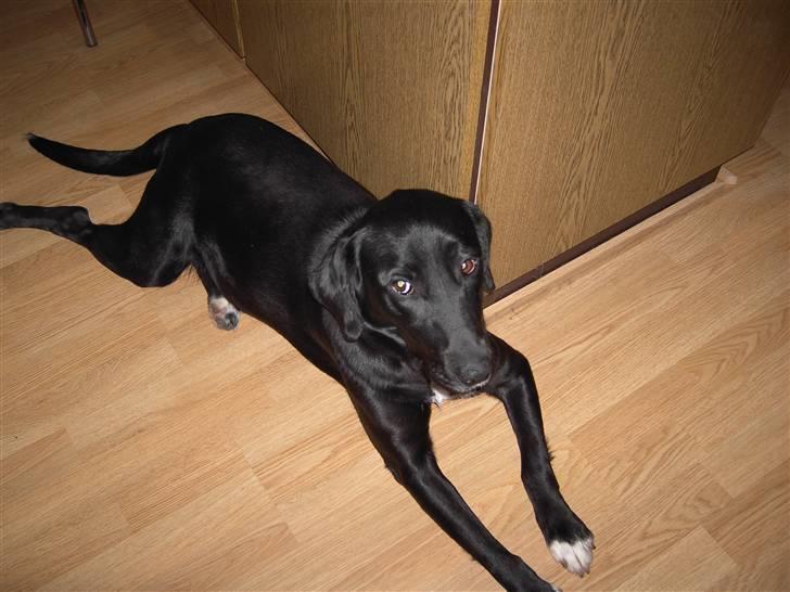 Blanding af racer Centa billede 1