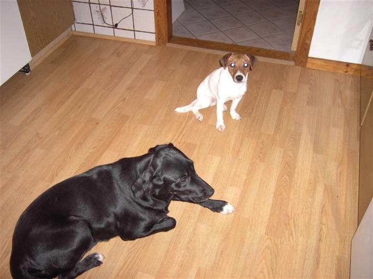 Blanding af racer Centa billede 2