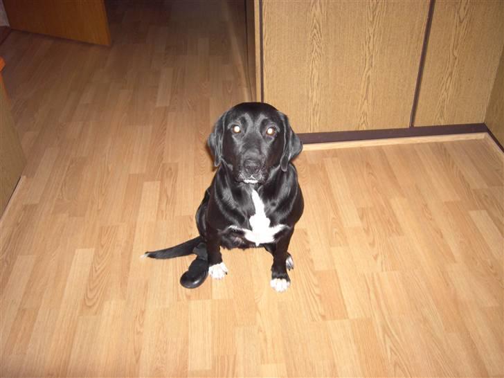 Blanding af racer Centa billede 3