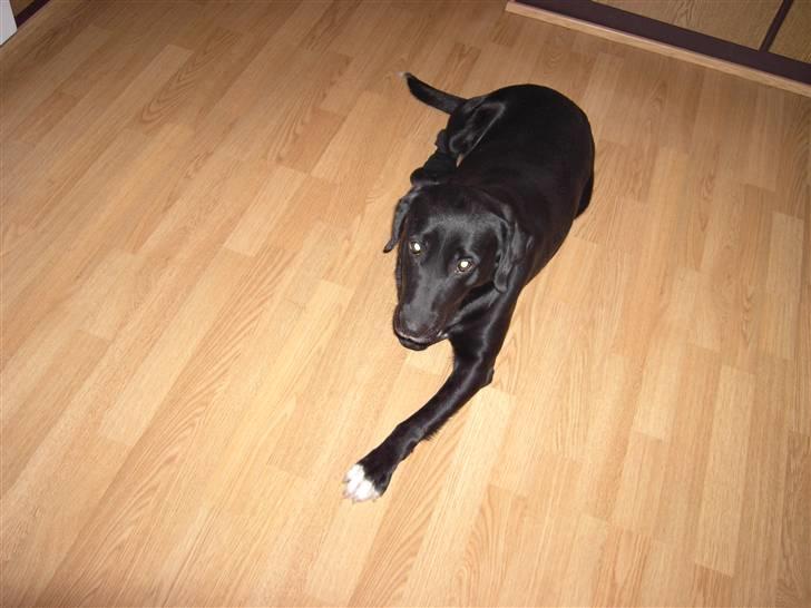 Blanding af racer Centa billede 4