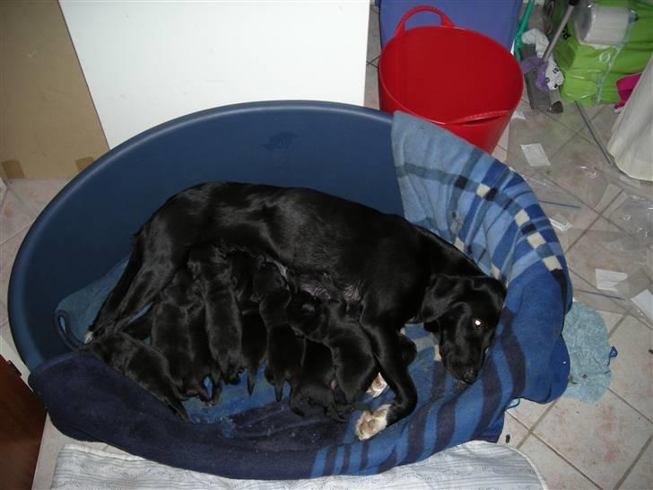 Blanding af racer Centa billede 5