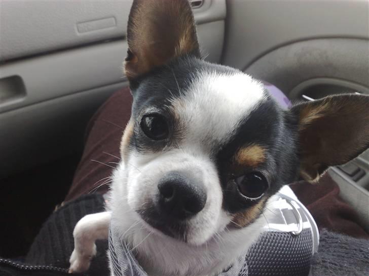 Chihuahua Gucci - med mor i bil billede 6