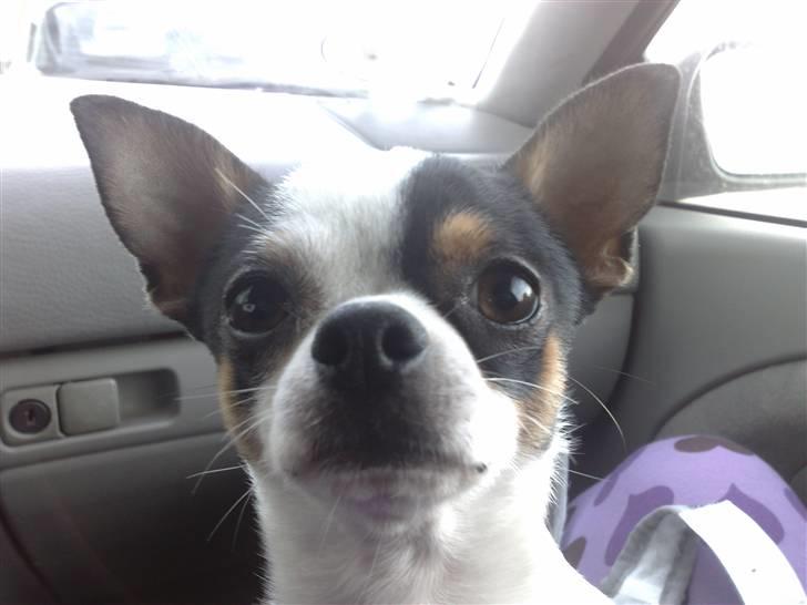 Chihuahua Gucci - mere bilbilleder billede 7