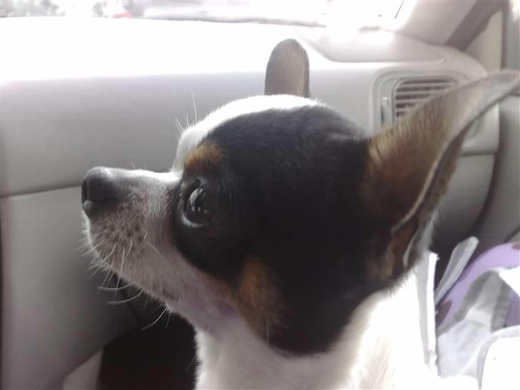 Chihuahua Gucci billede 8