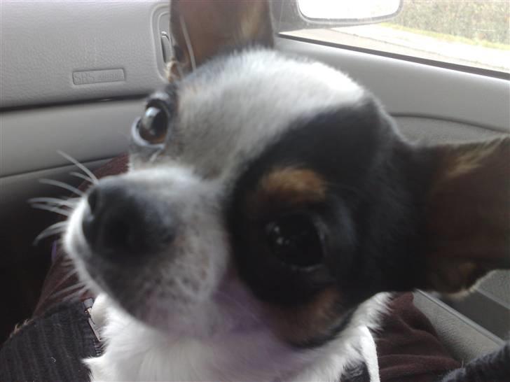 Chihuahua Gucci billede 9