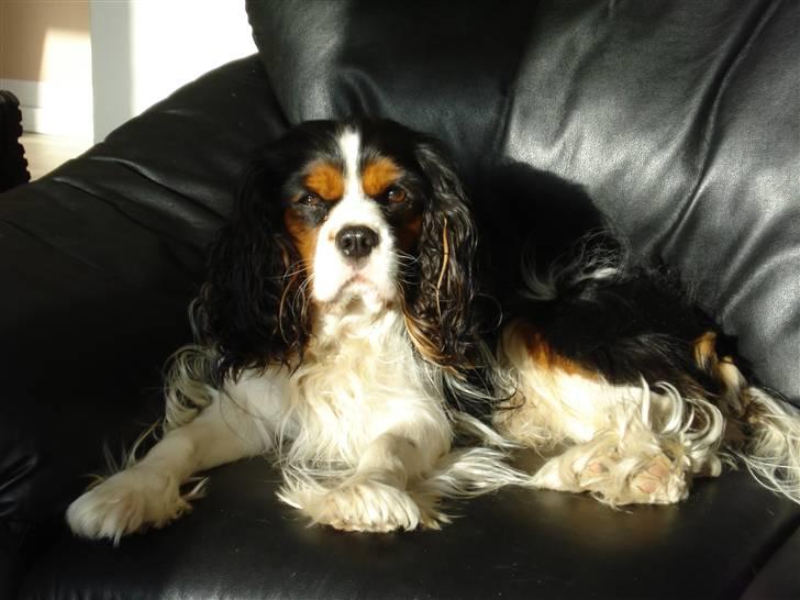 Cavalier king charles spaniel Mingus - Mmm, jeg elsker en god lur i en varm solstråle... billede 15